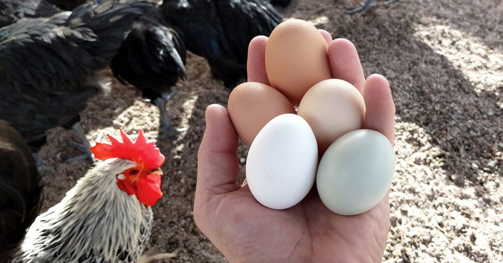 Hønen eller ægget Lee & Ruskov personalejura